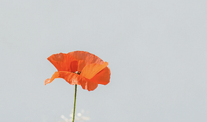 Bright orange poppy