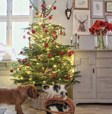 𝙴𝚟𝚊𝚜 𝙻𝚊𝚗𝚍𝚕𝚒𝚟 𝙷𝚞𝚜𝚍𝚢𝚛 𝙸𝚗𝚝𝚎𝚛𝚒ø𝚛 𝙷𝚢𝚐𝚐𝚎